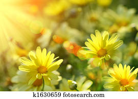 Closeup of yellow daisies with warm rays Closeup of yellow daisies with warm rays