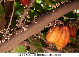 Orange color cacao pods Orange color cacao pods