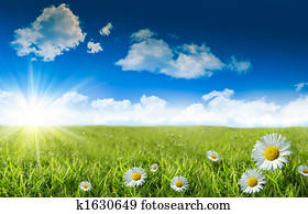 selvagem, margaridas, em, a, capim, com, um, céu azul