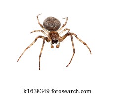 Spider Spider