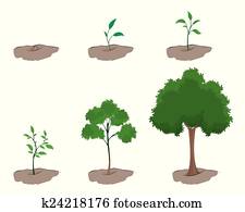 Stage of growth of the tree Stage of growth of the tree