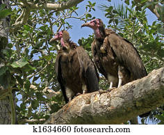Valtures in a tree. 