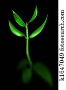 plant sprout plant sprout