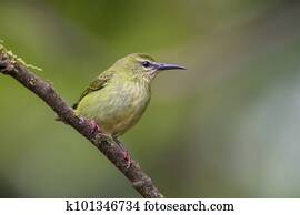 Red-legged Honeycreeper - Cyanerpes cyaneus