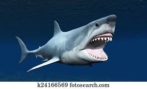 shark shark