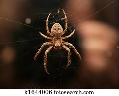 Spider Spider