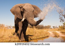 Elephant Elephant