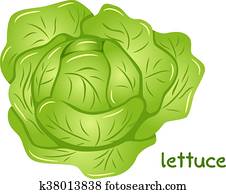 fresh lettuce head fresh lettuce head