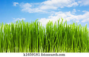 grass on a background of blue sky, summer