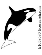 Killer Whale Killer Whale