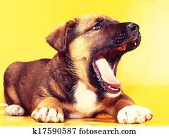 Puppy Puppy