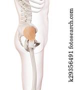 The gluteus minimus The gluteus minimus