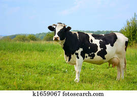 vaca, com, leite