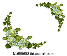 גבול פרחוני, קיסוסית, ו, הידראנגאה