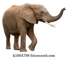 African Elephant Isolated on White