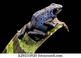 blue poison dart frog