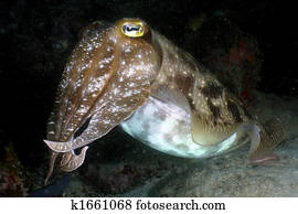 Cuttle fish