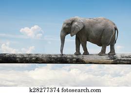 Elephant balancing on tree trunk Elephant balancing on tree trunk
