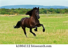 friese friese