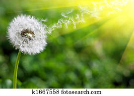 spring dandelion spring dandelion
