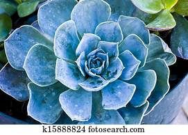 Succulent Succulent