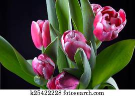 tulips tulips