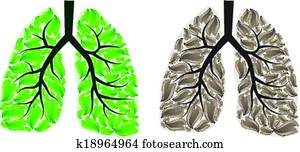 Two lungs Two lungs