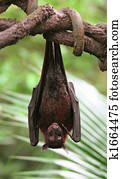 Vampire Bat Vampire Bat