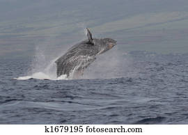 Humpback Whale Humpback Whale