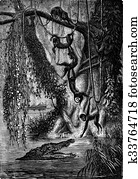 The spider monkeys. Gators await the right moment to snap the last, vintage engraving.