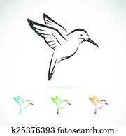 vetorial, imagem, de, um, hummingbird, desenho, branco, fundo