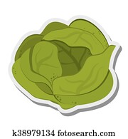 whole lettuce icon whole lettuce icon