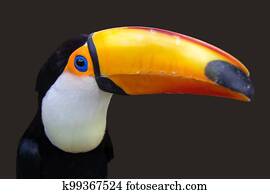 A toco toucan, Ramphastos toco