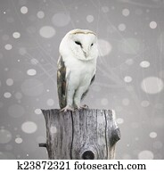 Barn Owl with snow Barn Owl with snow