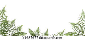 border of ferns border of ferns