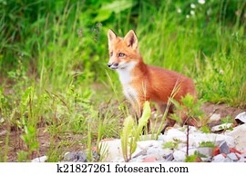 fox fox