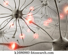 neurons