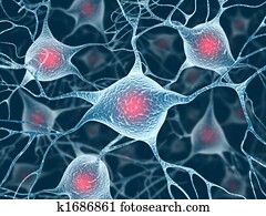 neurons