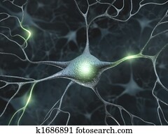 neurons