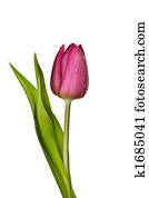 purple tulip with drops