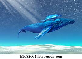 WHALES WHALES