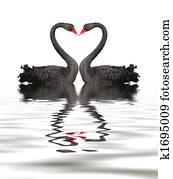 Black Swan Romance Black Swan Romance