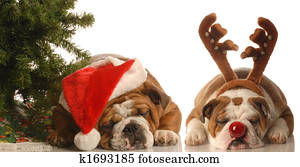 dogs dressed up as santa and rudolph dogs dressed up as santa and rudolph