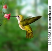 hummingbird hummingbird