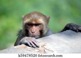 Monkey Monkey