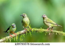 Red-legged honeycreeper female, La Fortuna, Costa Rica