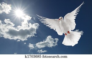 white dove white dove