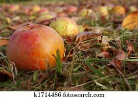 Autumn apples Autumn apples