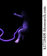 Baby In Womb