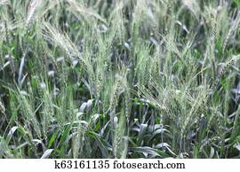 campo, de, jovem, trigo verde, orelhas, chuva